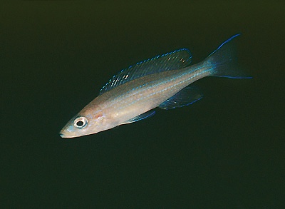 Paracyprichromis brieni 'Magara'